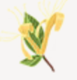 Honeysuckle