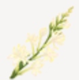 Tuberose
